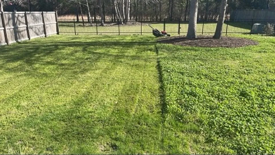 Backyard halfway through a mow: the striped, freshly cut lawn on the left meets the uncut grass on the right